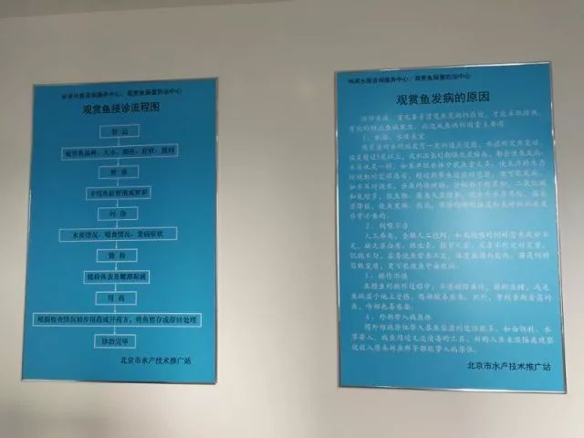 观赏鱼长途运输的防病要点_北京观赏鱼病害防治中心_观赏鱼免费鱼病医院