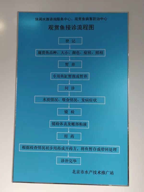 北京观赏鱼病害防治中心_观赏鱼免费鱼病医院_观赏鱼长途运输的防病要点