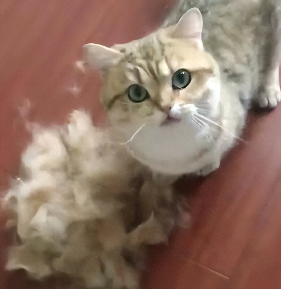 猫咪掉毛季节性处理_猫咪掉毛原因分析_季节性脱毛期的应对策略