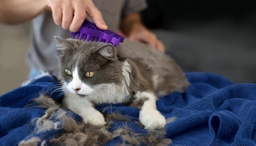 猫咪掉毛季节性处理_猫咪掉毛原因分析_季节性脱毛期的应对策略