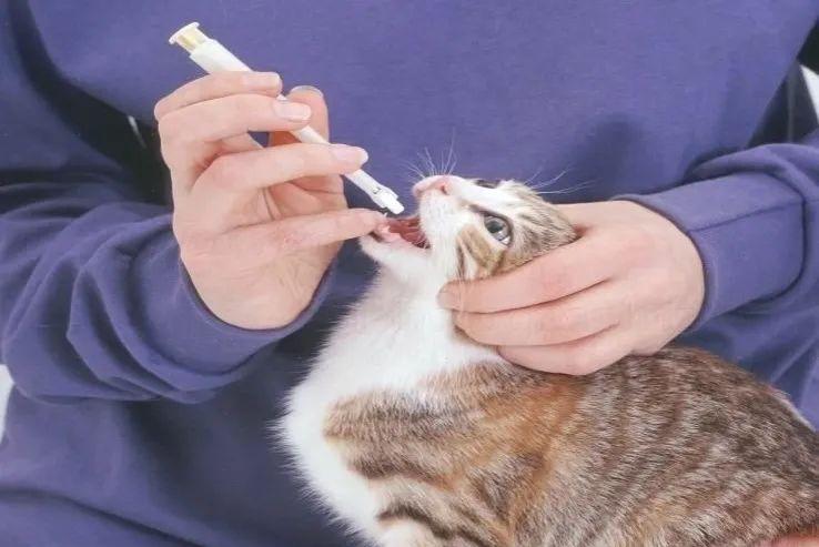 季节性脱毛期的应对策略_猫咪掉毛季节性处理_猫咪掉毛原因分析
