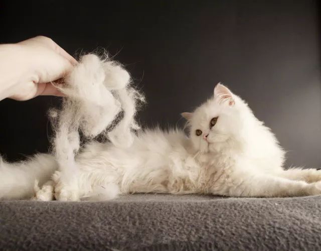 季节性脱毛期的应对策略_猫咪掉毛季节性处理_猫咪掉毛原因分析