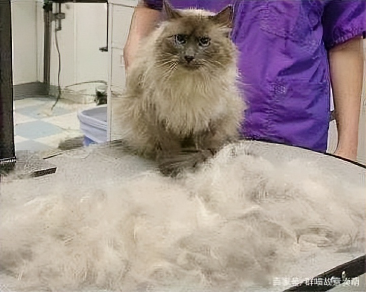 猫咪掉毛原因分析_季节性脱毛期的应对策略_猫咪掉毛季节性处理