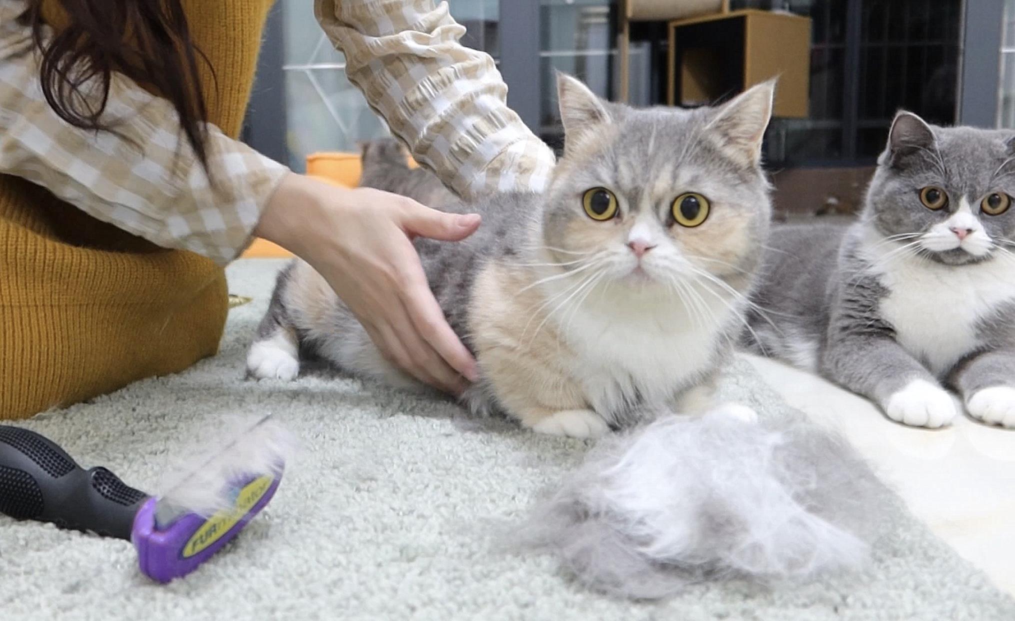 猫咪掉毛季节性处理_季节性脱毛期的应对策略_猫咪掉毛原因分析