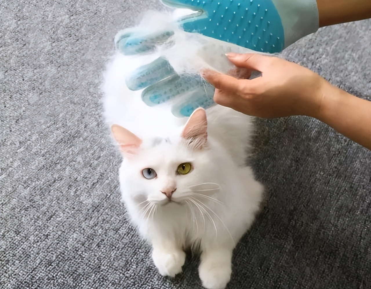 猫咪掉毛季节性处理_猫咪掉毛原因分析_季节性脱毛期的应对策略
