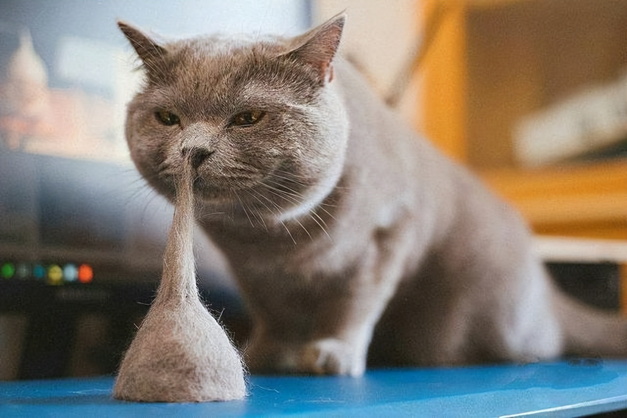 季节性脱毛期的应对策略_猫咪掉毛季节性处理_猫咪掉毛原因分析