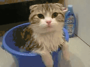 猫咪掉毛原因分析_季节性脱毛期的应对策略_猫咪掉毛季节性处理
