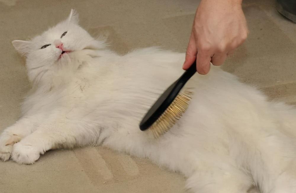 猫咪掉毛原因分析_季节性脱毛期的应对策略_猫咪掉毛季节性处理