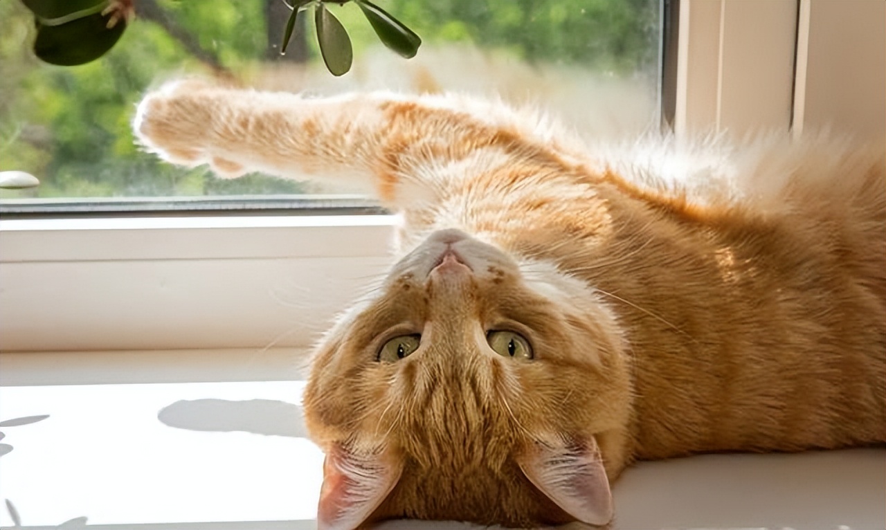 季节性脱毛期的应对策略_猫咪掉毛季节性处理_猫咪掉毛原因分析