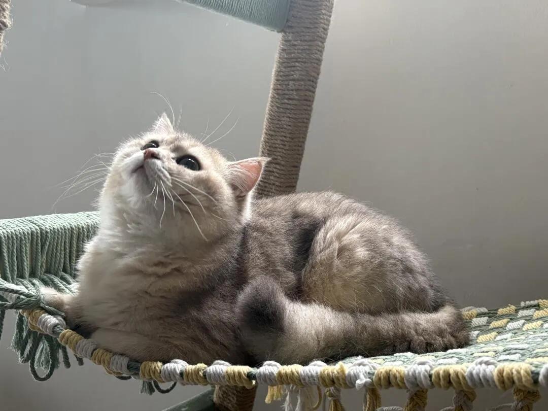 猫咪乐园搭建教程_自制猫爬架材料选择_如何让猫咪爱上猫爬架