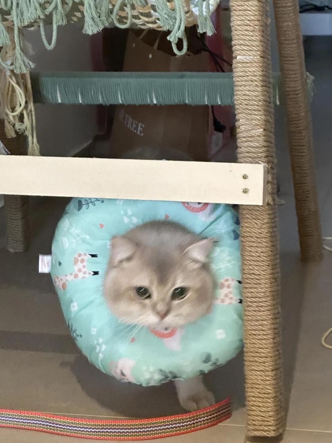 猫咪乐园搭建教程_自制猫爬架材料选择_如何让猫咪爱上猫爬架