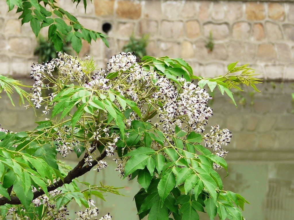  中草药防治鱼虾寄生虫 __季节性宠物寄生虫预防方案
