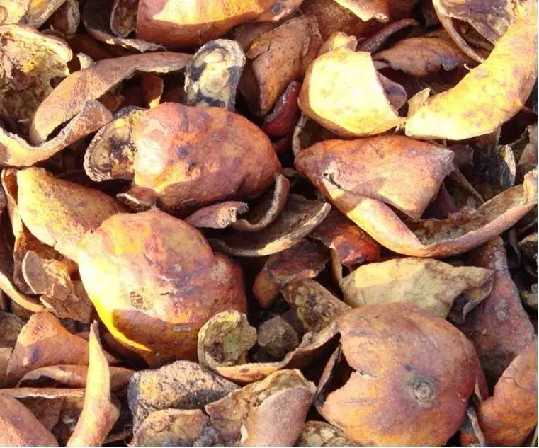  中草药防治鱼虾寄生虫 _季节性宠物寄生虫预防方案_