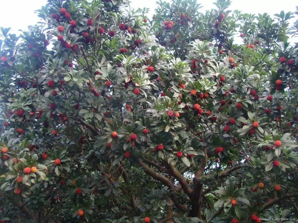 中草药防治鱼虾寄生虫 _季节性宠物寄生虫预防方案_