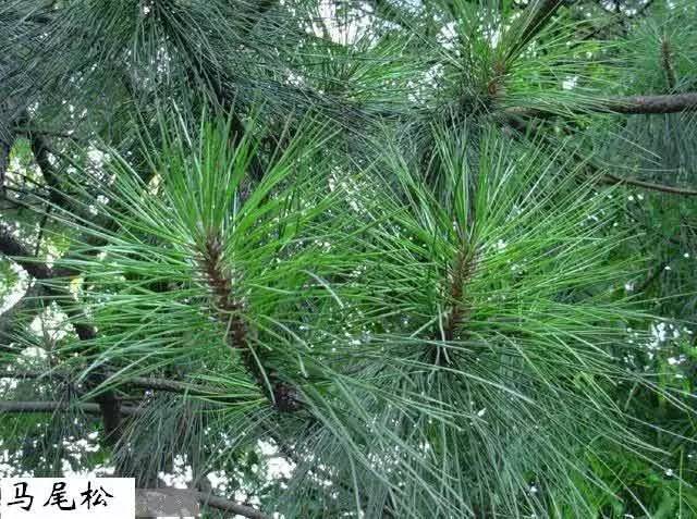  中草药防治鱼虾寄生虫 __季节性宠物寄生虫预防方案