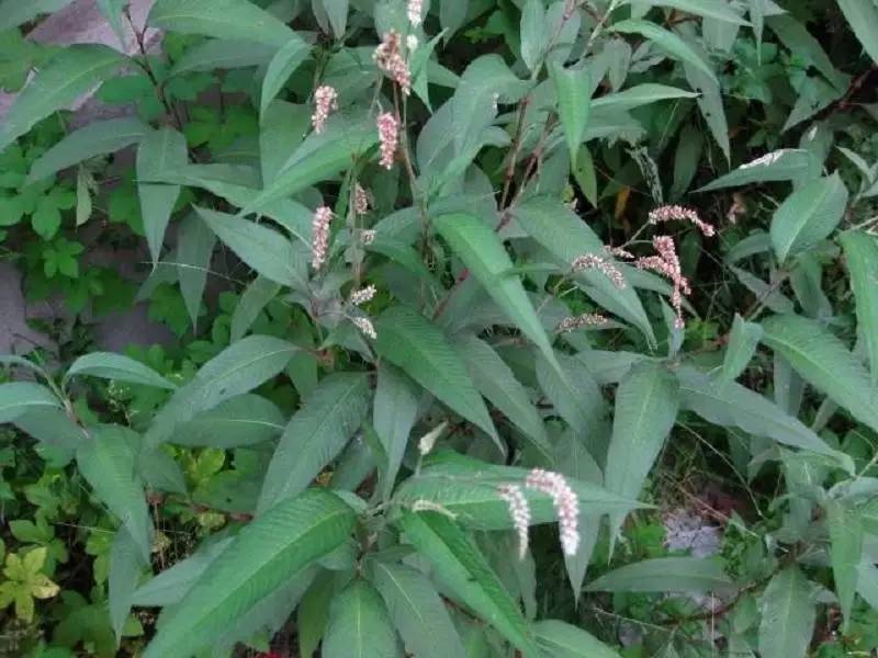 季节性宠物寄生虫预防方案__ 中草药防治鱼虾寄生虫 