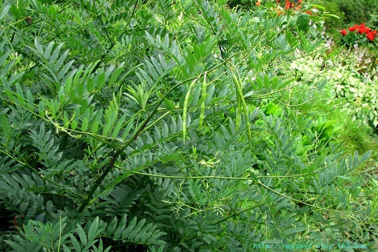 季节性宠物寄生虫预防方案__ 中草药防治鱼虾寄生虫 