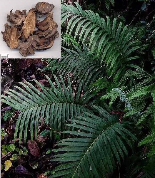  中草药防治鱼虾寄生虫 __季节性宠物寄生虫预防方案