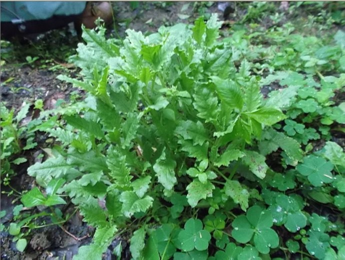 _ 中草药防治鱼虾寄生虫 _季节性宠物寄生虫预防方案