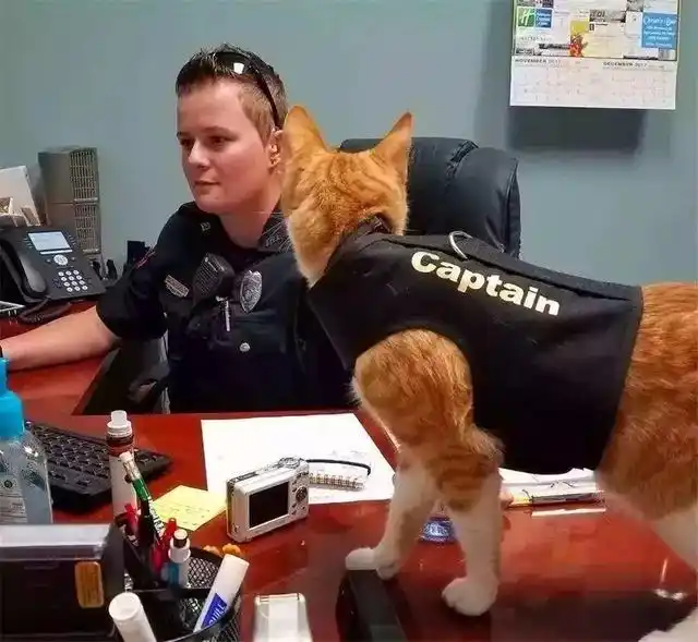 怎样训练猫咪握手_猫咪训练技巧_猫咪握手训练方法