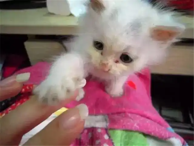 猫咪握手训练方法_怎样训练猫咪握手_猫咪训练技巧
