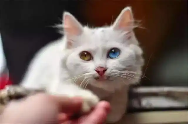 怎样训练猫咪握手_猫咪握手训练方法_猫咪训练技巧