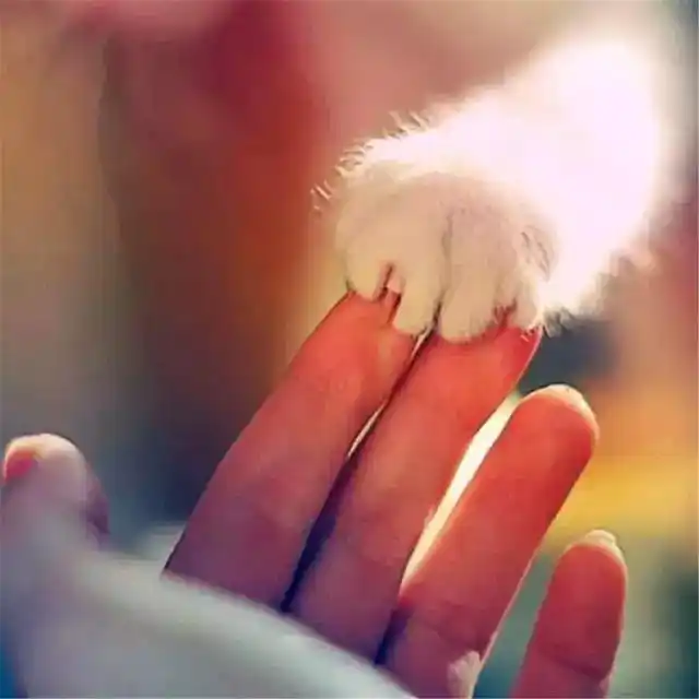 怎样训练猫咪握手_猫咪训练技巧_猫咪握手训练方法