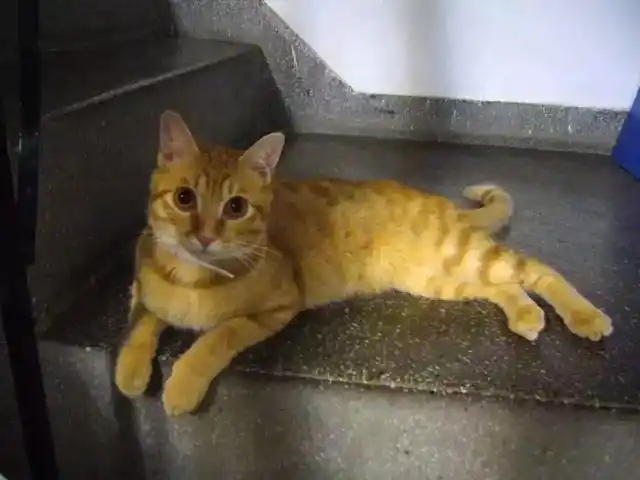 猫咪训练技巧_怎样训练猫咪握手_猫咪握手训练方法