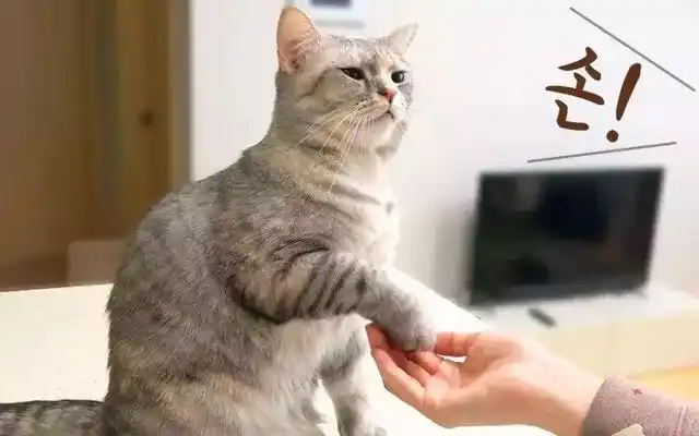 猫咪训练技巧_怎样训练猫咪握手_猫咪握手训练方法