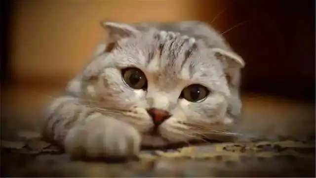 怎样训练猫咪握手_猫咪握手训练方法_猫咪训练技巧
