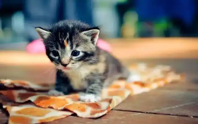 怎样训练猫咪握手_猫咪训练技巧_猫咪握手训练方法