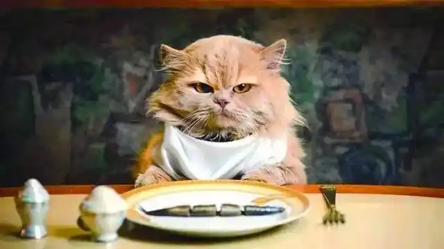 猫咪训练技巧_猫咪握手训练方法_怎样训练猫咪握手