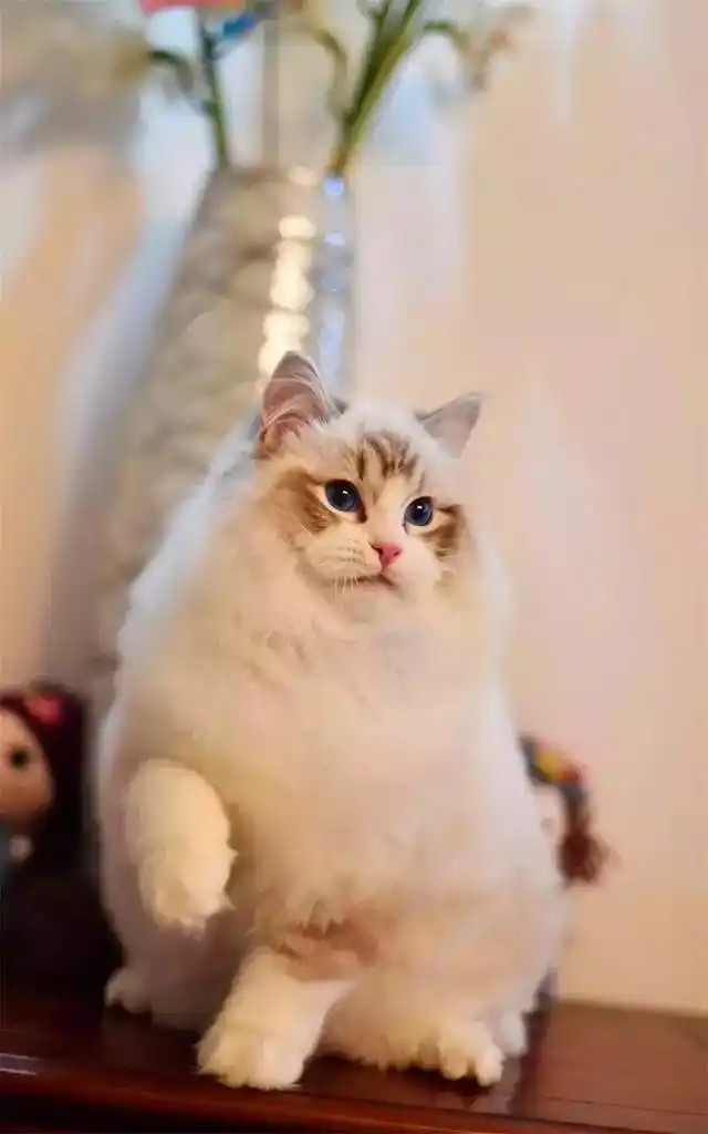 猫咪训练技巧_猫咪握手训练方法_怎样训练猫咪握手
