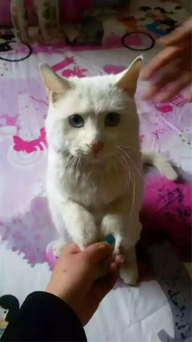 猫咪训练技巧_猫咪握手训练方法_怎样训练猫咪握手