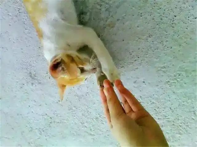 猫咪训练技巧_猫咪握手训练方法_怎样训练猫咪握手