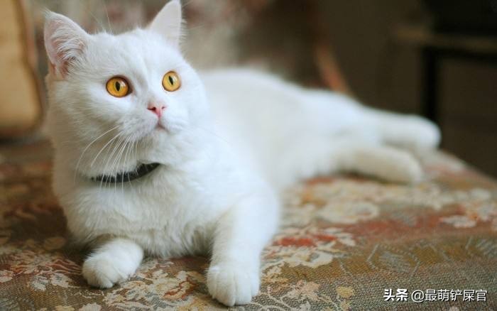 猫咪流口水要警惕口腔溃疡或中毒_猫咪十二指肠溃疡治疗_猫咪十二指肠溃疡症状