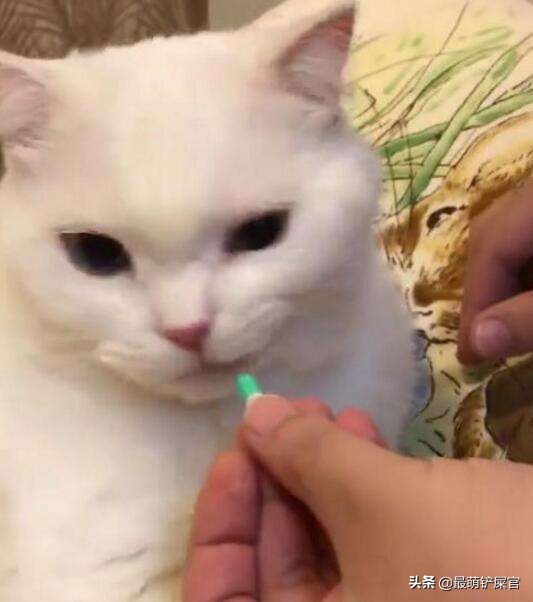 猫咪流口水要警惕口腔溃疡或中毒_猫咪十二指肠溃疡症状_猫咪十二指肠溃疡治疗