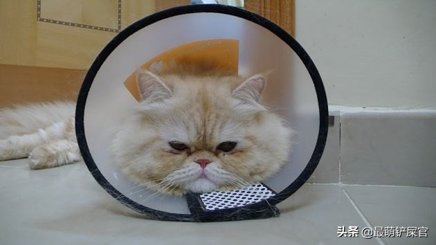 猫咪十二指肠溃疡治疗_猫咪十二指肠溃疡症状_猫咪流口水要警惕口腔溃疡或中毒