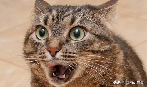 猫咪流口水要警惕口腔溃疡或中毒_猫咪十二指肠溃疡症状_猫咪十二指肠溃疡治疗