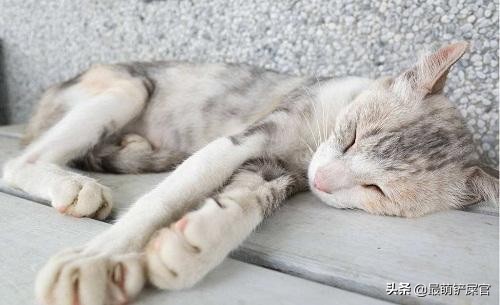 猫咪十二指肠溃疡症状_猫咪流口水要警惕口腔溃疡或中毒_猫咪十二指肠溃疡治疗