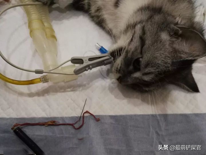 猫咪十二指肠溃疡治疗_猫咪流口水要警惕口腔溃疡或中毒_猫咪十二指肠溃疡症状