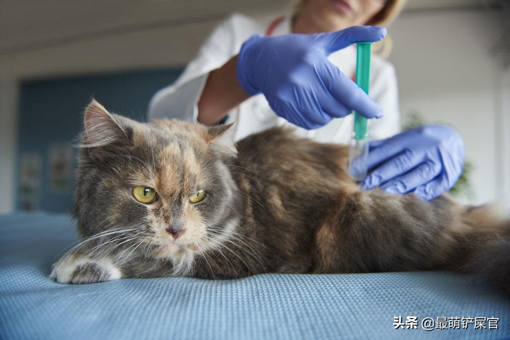 猫咪十二指肠溃疡症状_猫咪十二指肠溃疡治疗_猫咪流口水要警惕口腔溃疡或中毒