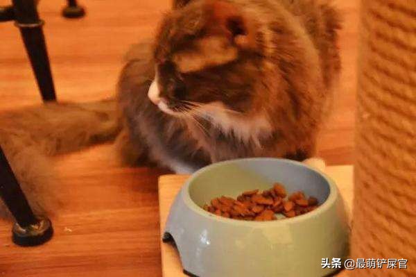 猫咪流口水要警惕口腔溃疡或中毒_猫咪十二指肠溃疡症状_猫咪十二指肠溃疡治疗