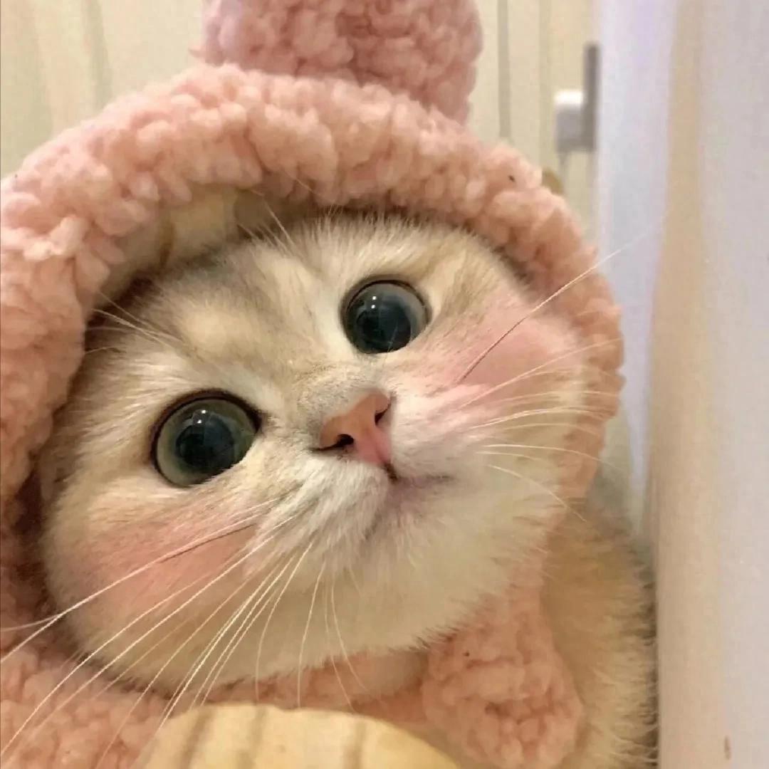 如何让猫咪变得更粘人?-派特超人-宠物