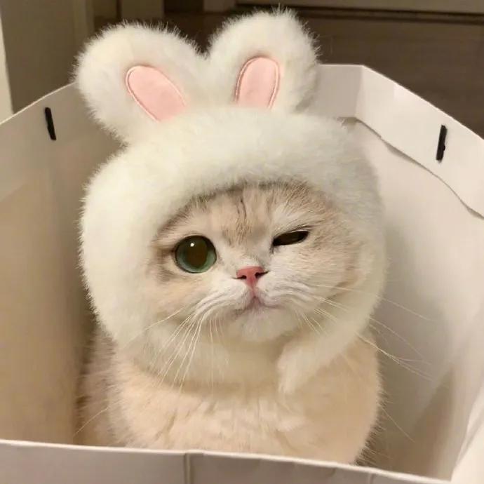 猫咪亲近主人方法_如何让猫咪爱上猫爬架_猫咪高冷原因