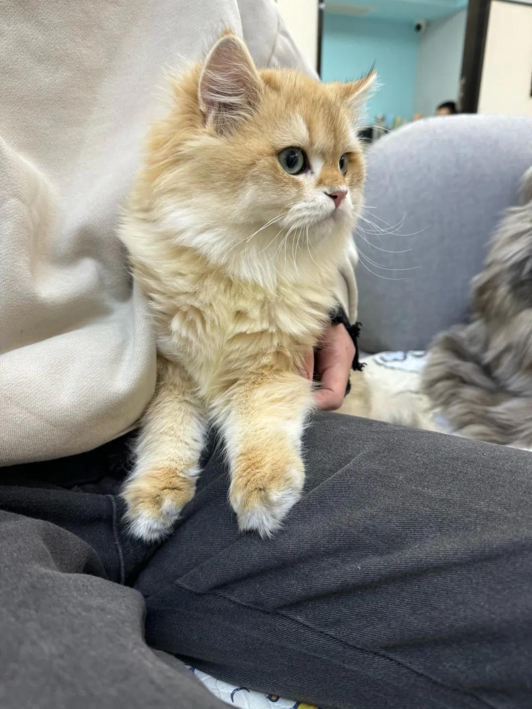 如何让猫咪爱上猫爬架_猫咪亲近主人方法_猫咪高冷原因