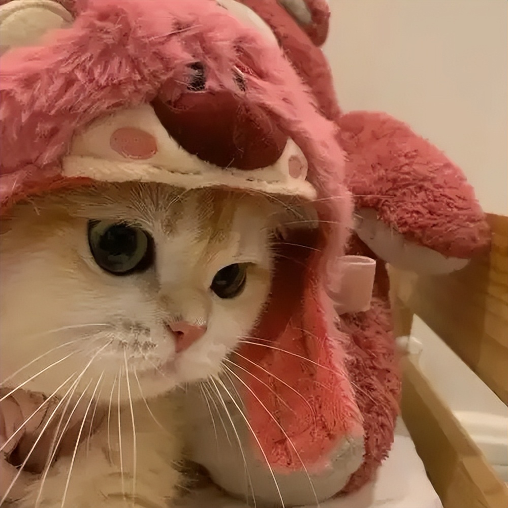 猫咪高冷原因_如何让猫咪爱上猫爬架_猫咪亲近主人方法