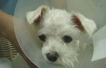 狗狗得了青光眼怎么办?宠主来看看吧-派特超人-宠物