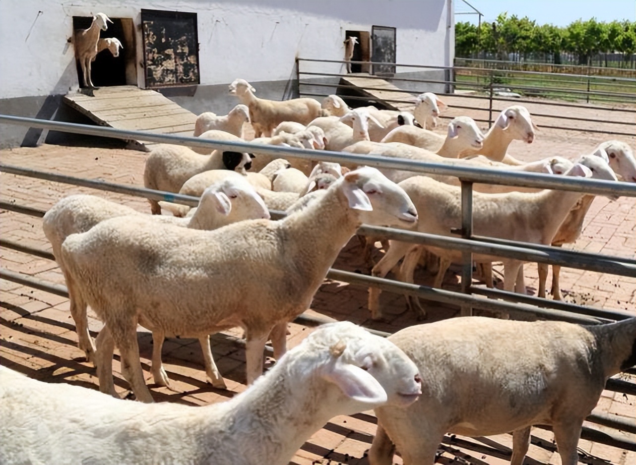 羊体表寄生虫有哪些?怎么治疗羊身上的蜱虫?养羊人必看-派特超人-宠物