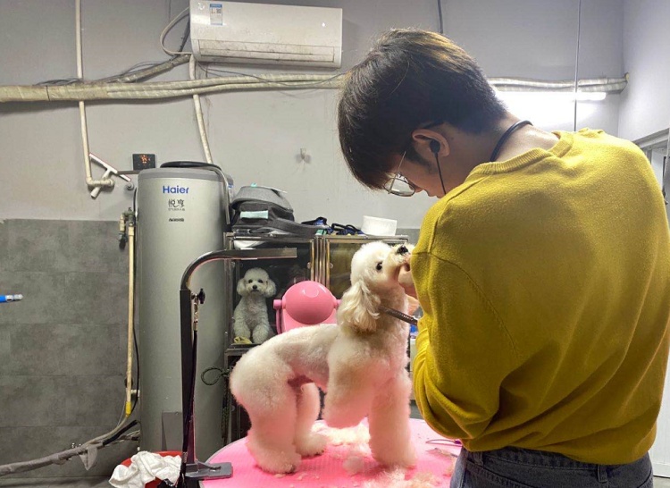 宠物疾病高发期已到,“铲屎官”们,请收下这份预防指南-派特超人-宠物